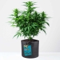 Preview: Grow Bucket Living Soil organic